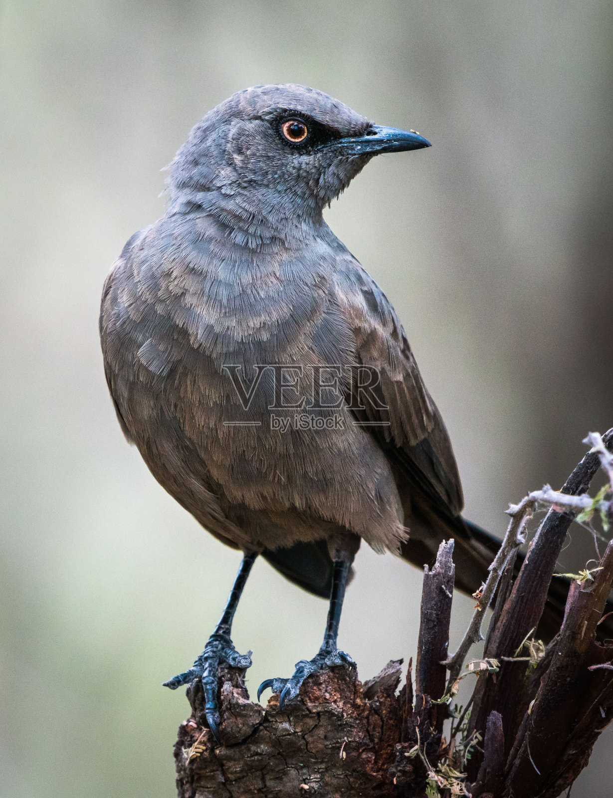 坦桑尼亚Tarangire国家公园的灰椋鸟(单色蓝鸟鸟)的选择性聚焦镜头照片摄影图片