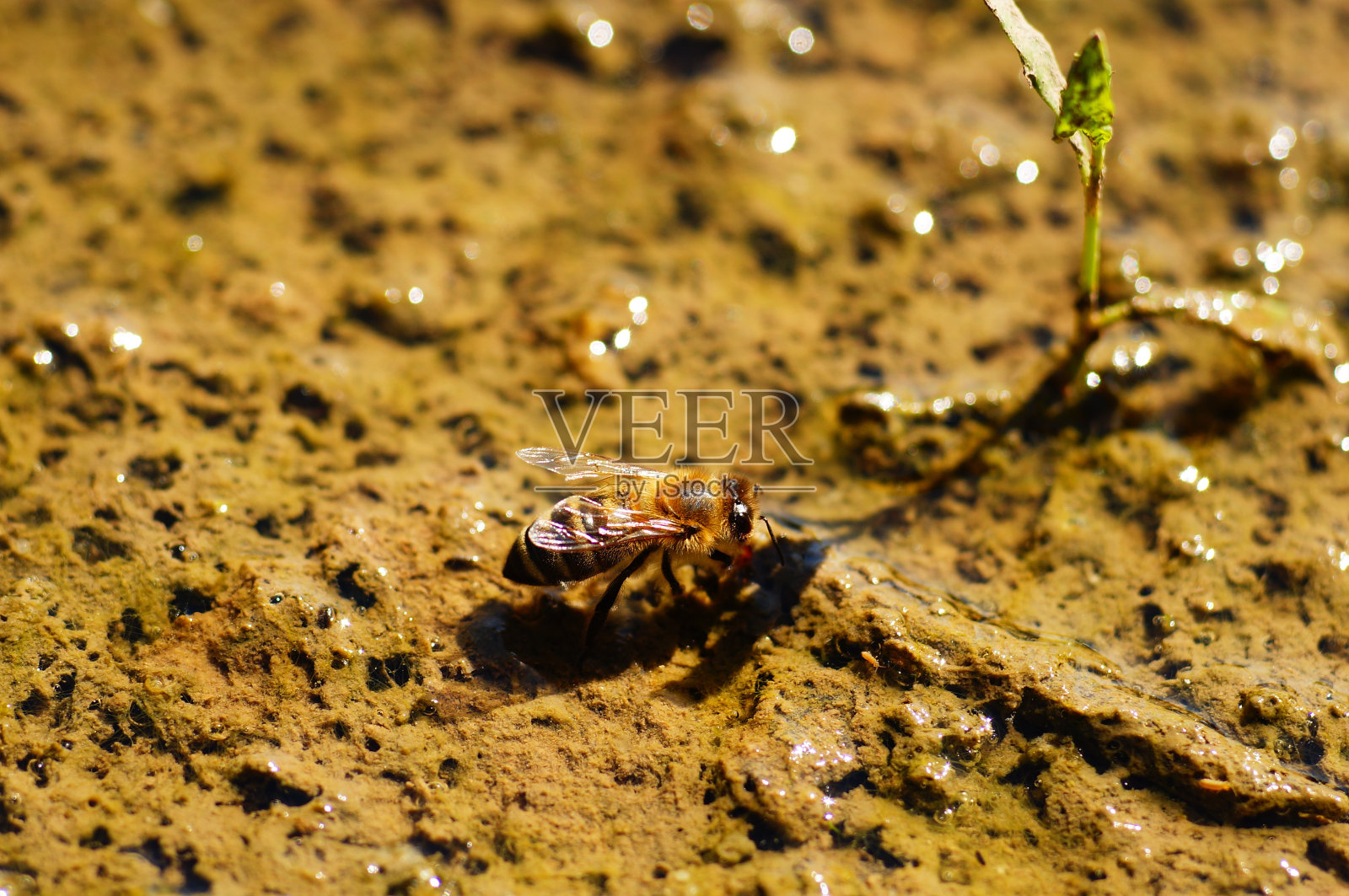 蜜蜂在水坑里取水。照片摄影图片
