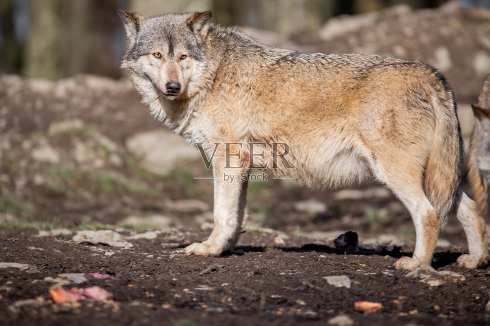 德国Bad Mergentheim野生公园的狼选择性聚焦镜头照片摄影图片