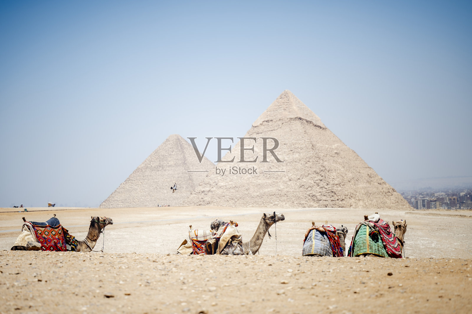 埃及吉萨金字塔前色彩艳丽的骆驼美景照片摄影图片