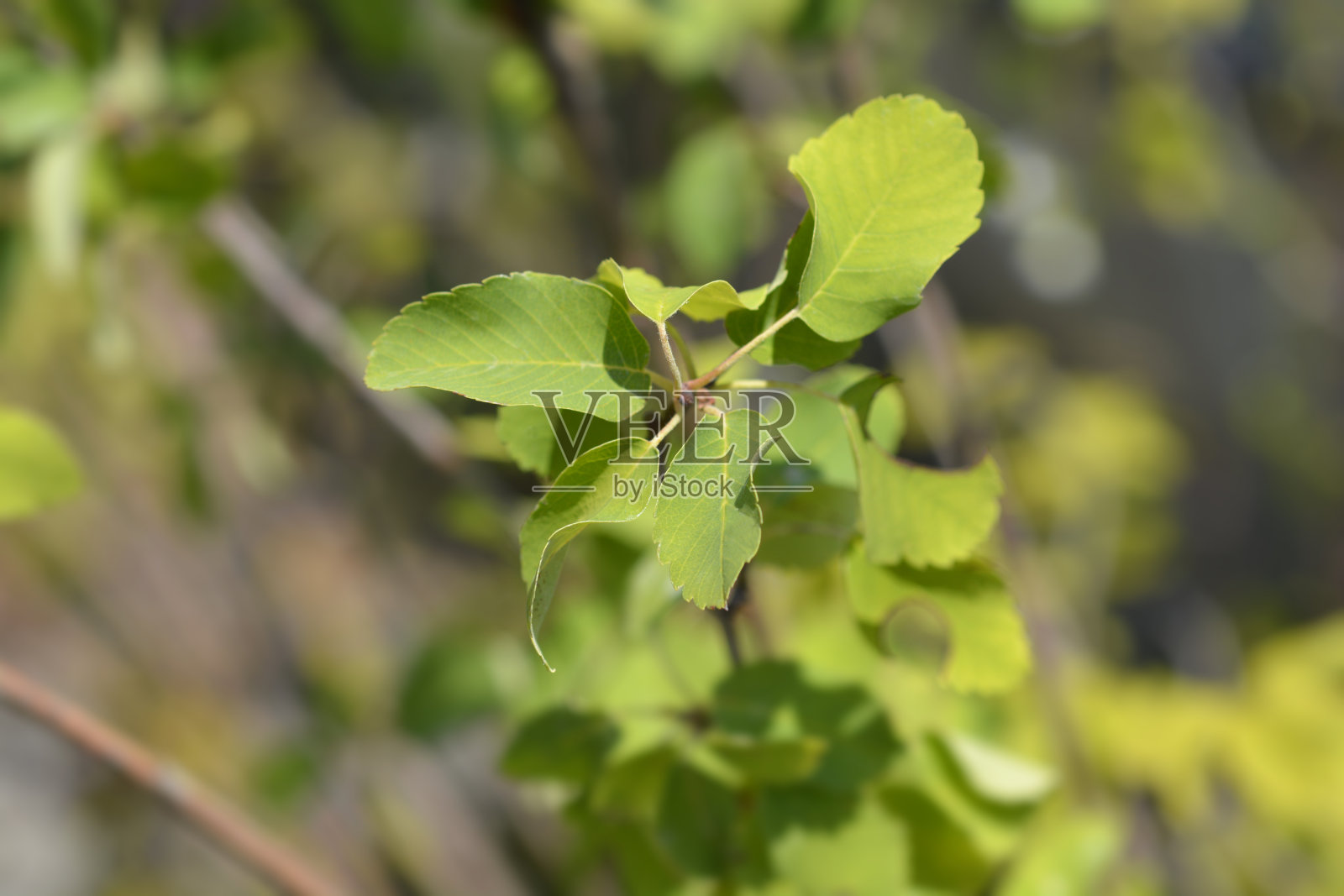 赤叶松莓方尖碑照片摄影图片