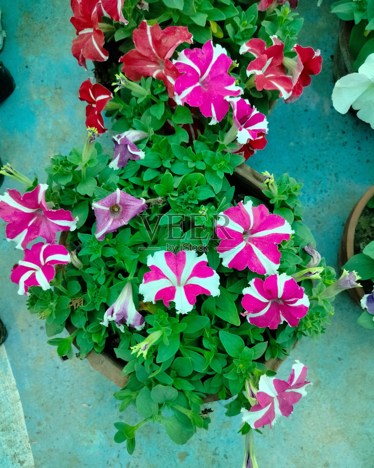 自然的真实反射角度照片摄影图片