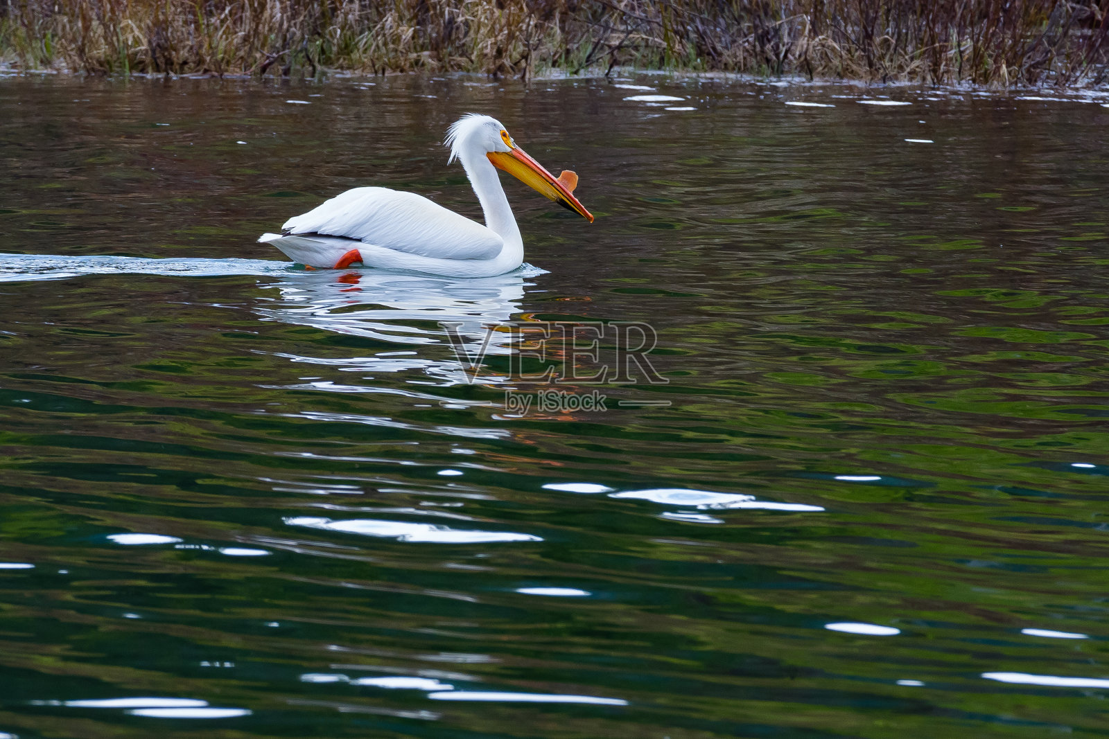 鹈鹕在湖中游泳照片摄影图片