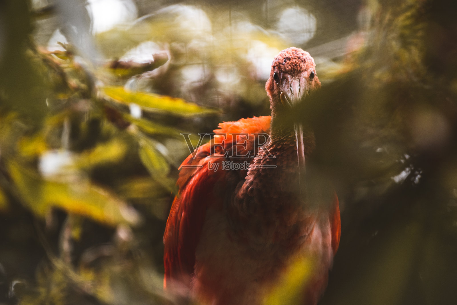 野生朱鹮的选择性聚焦照片摄影图片
