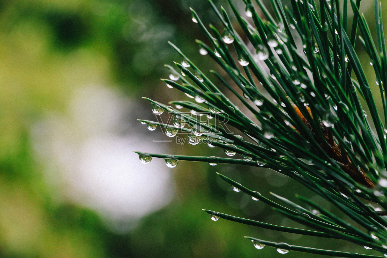 特写镜头的冷杉树与一些雨滴在森林照片摄影图片
