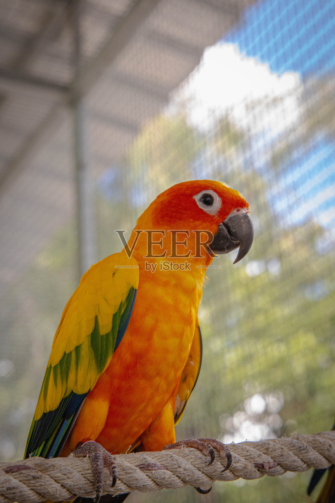 一只橙色和绿色的鹦鹉在笼子里的特写镜头照片摄影图片