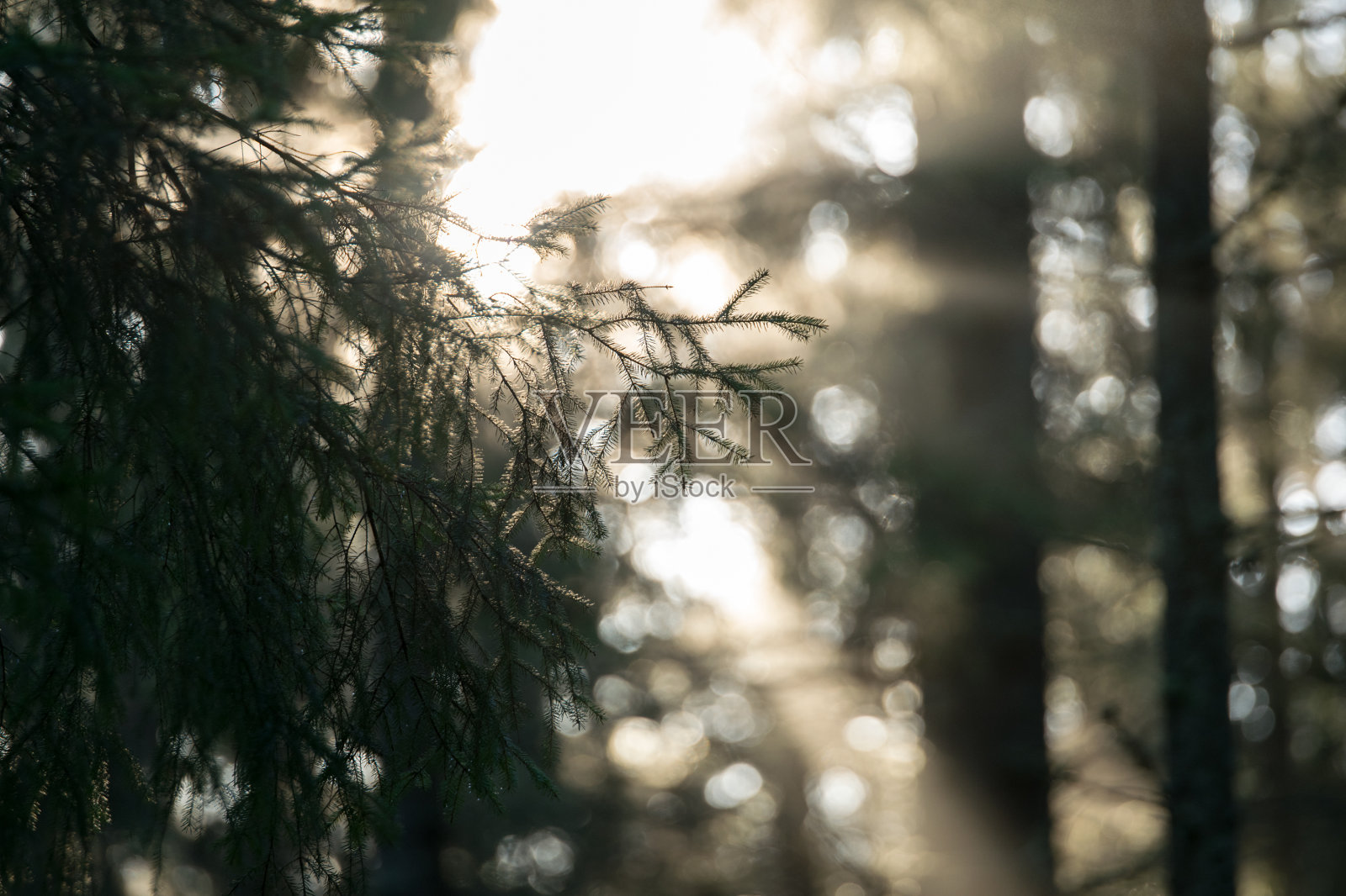 特写镜头的日出通过冷杉树枝在森林里,瑞典照片摄影图片