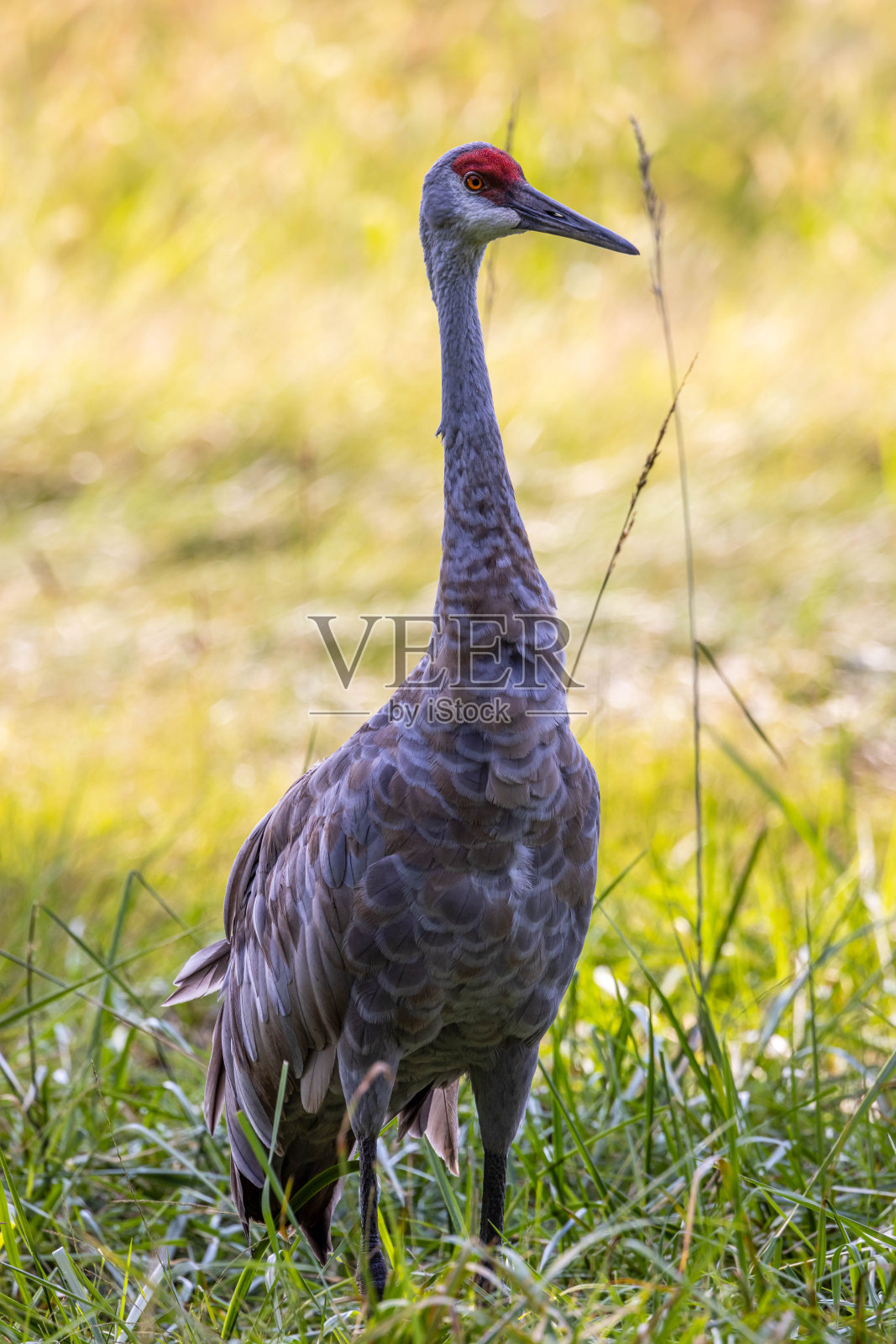 沙丘鹤在草地上的美丽镜头照片摄影图片