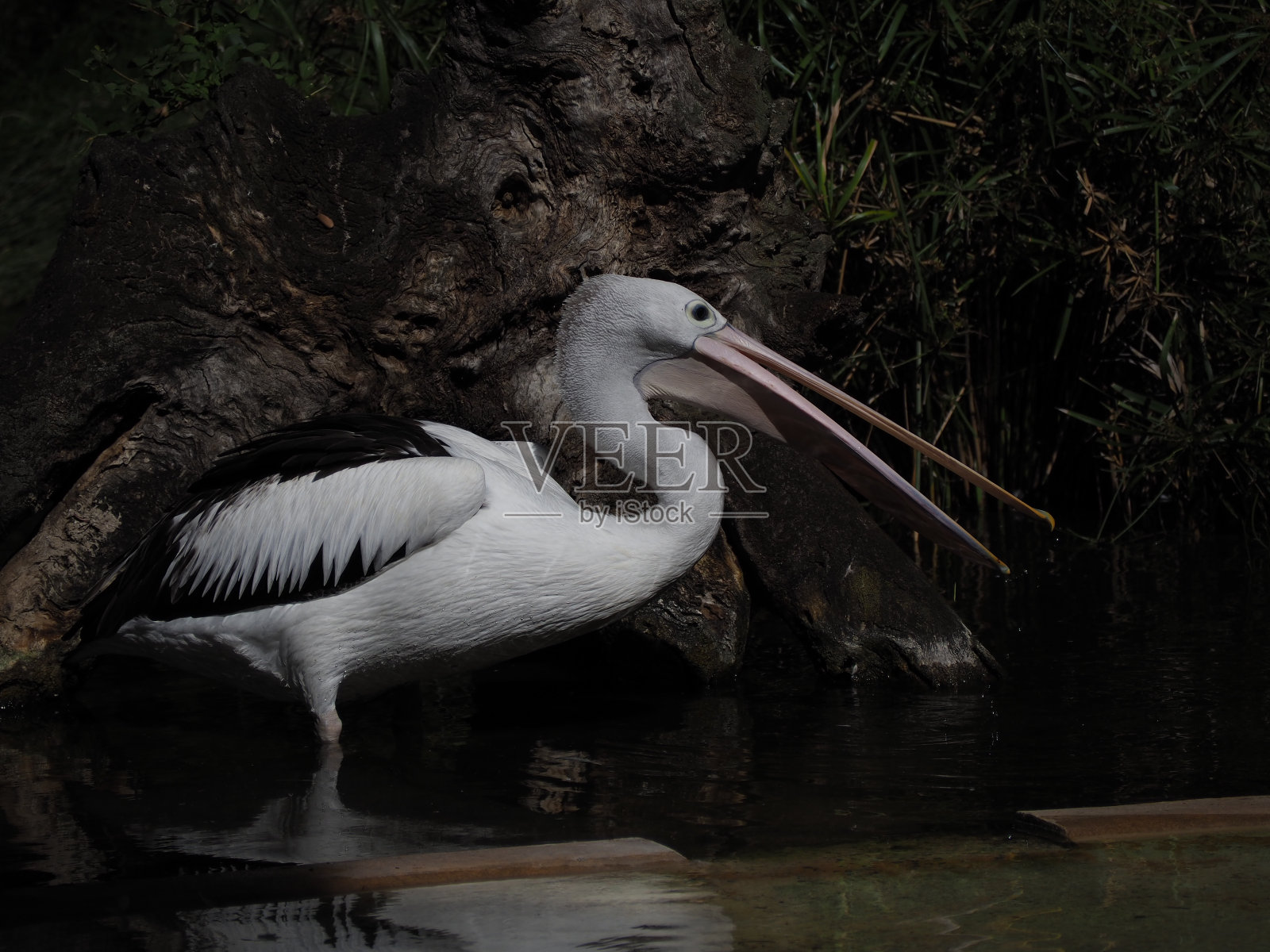 一只大白鹈鹕的特写镜头照片摄影图片