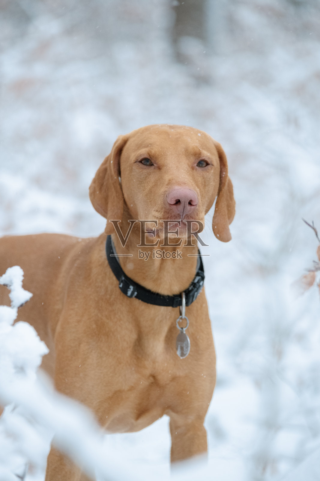 垂直特写的匈牙利vizsla,指针犬站在雪地里。照片摄影图片