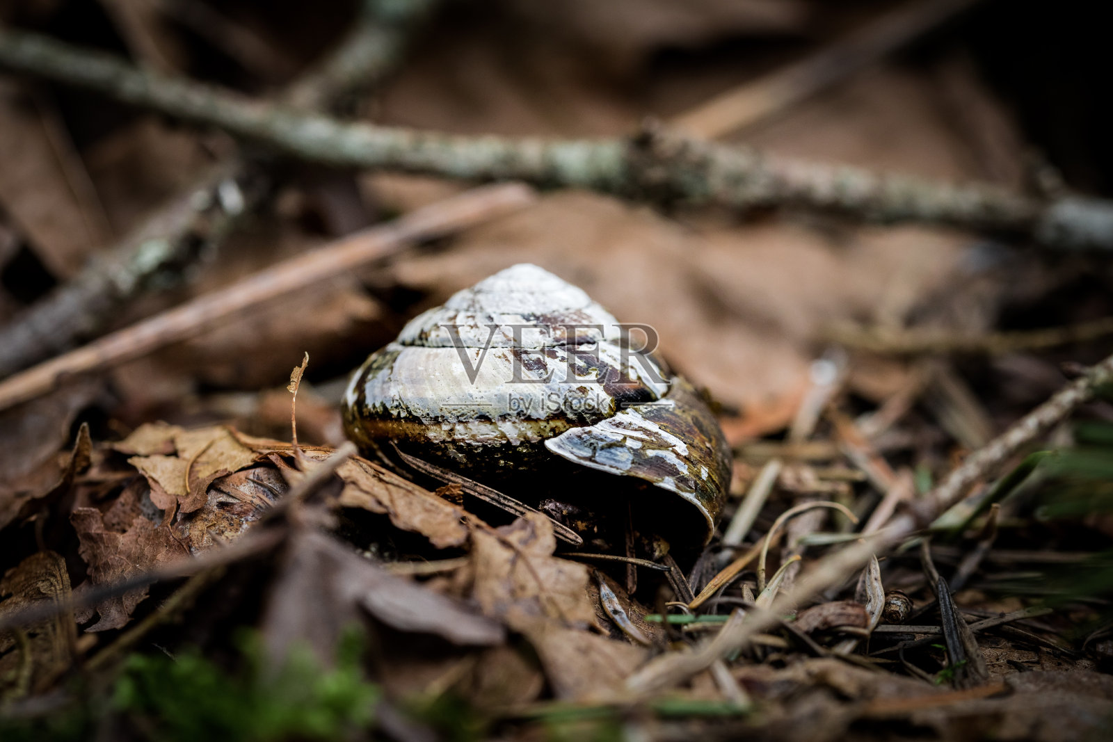 一只蜗牛的特写镜头照片摄影图片