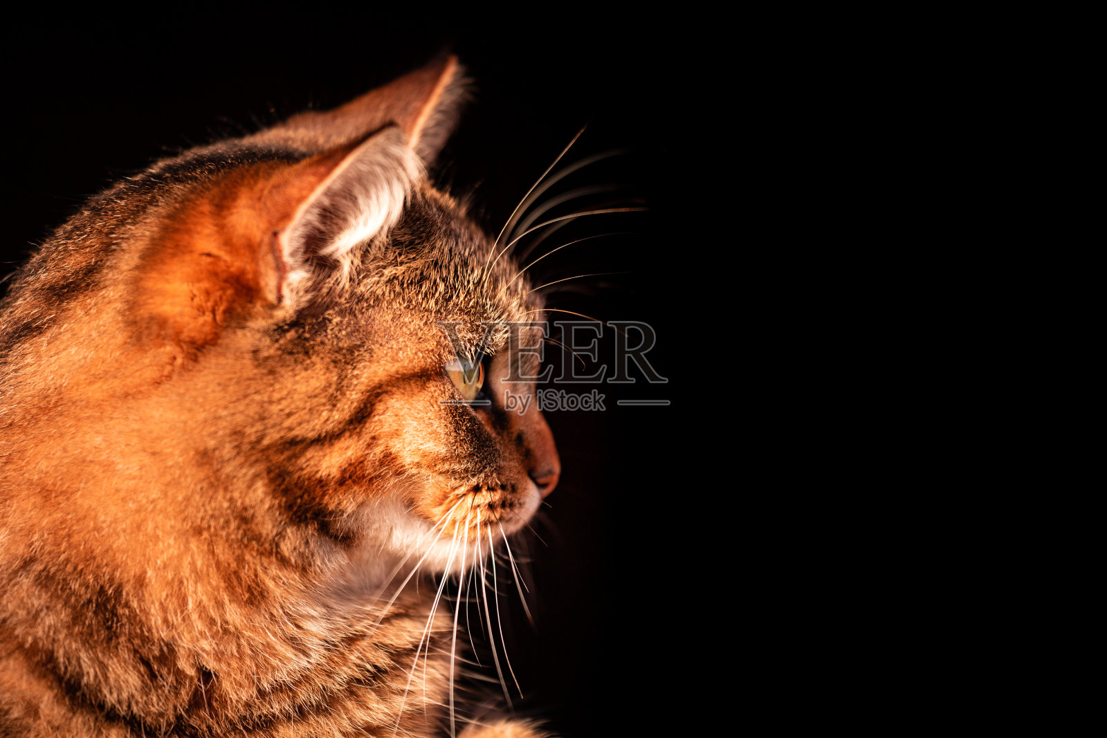 漂亮的猫,彩色的眼睛,看起来好奇和有趣。照片摄影图片