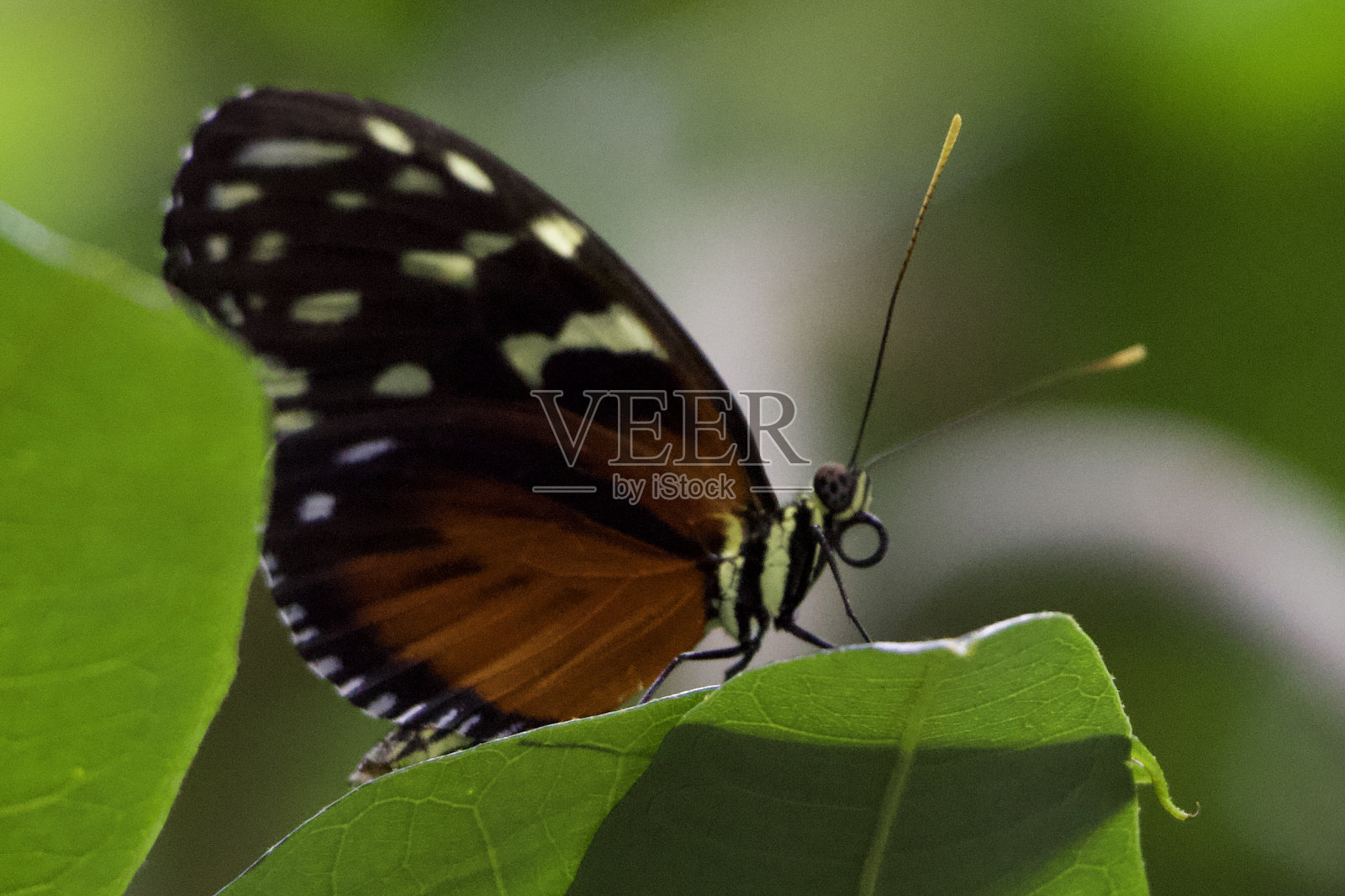 Heliconius hecale特写,老虎长翼坐在叶子上。照片摄影图片