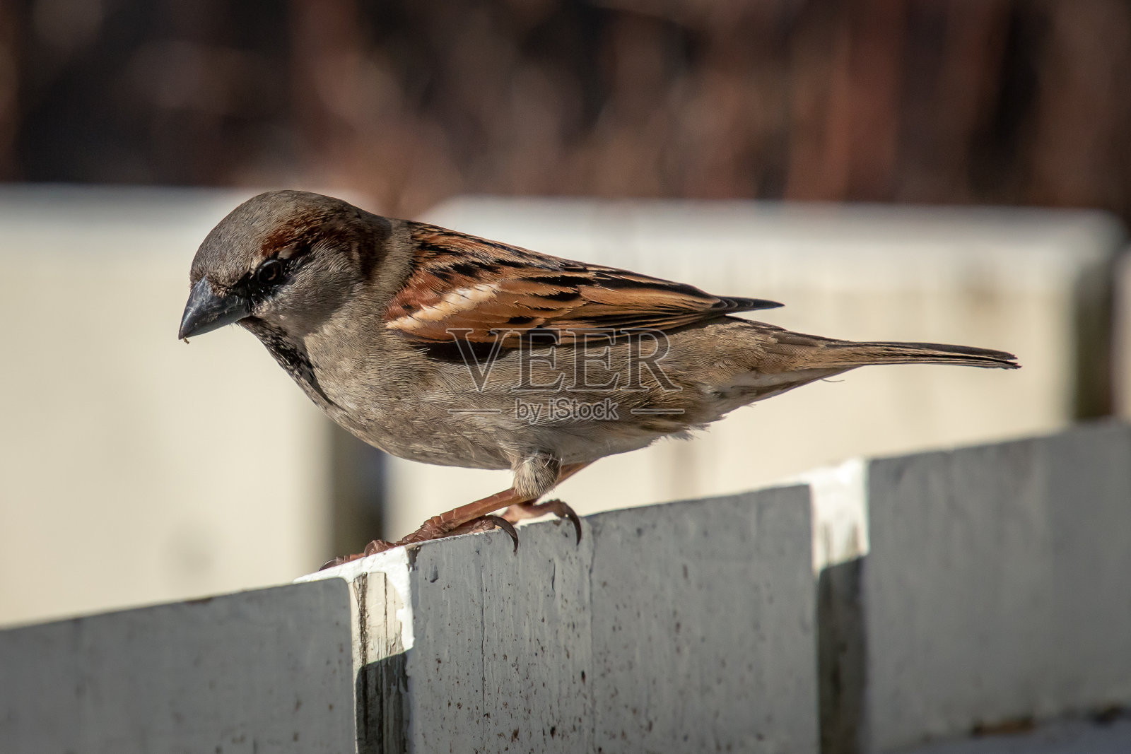 特写镜头的麻雀在栅栏与模糊的背景照片摄影图片