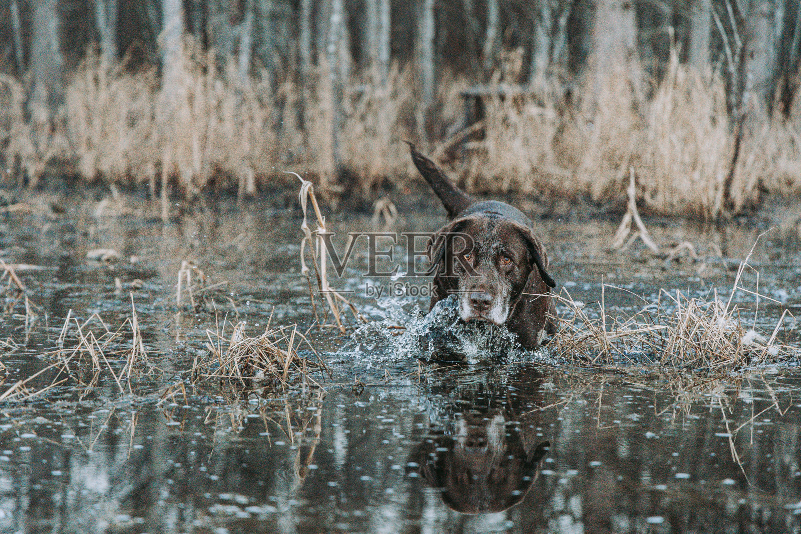 这只巧克力拉布拉多犬在水中的特写。照片摄影图片