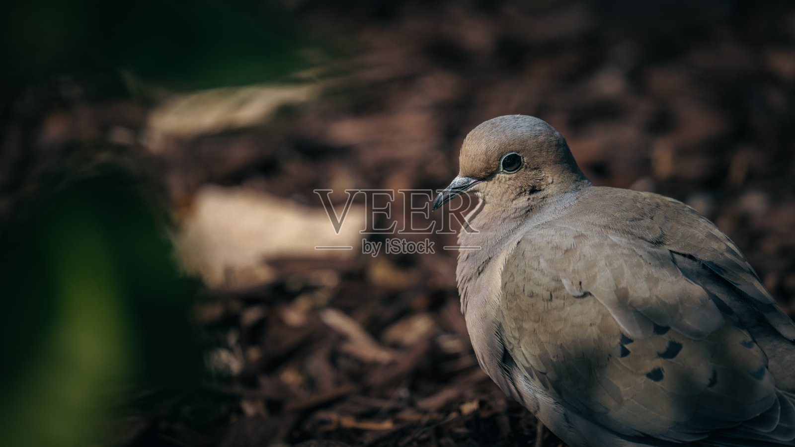 斑鸠选择性聚焦镜头(zenaida macroura)照片摄影图片
