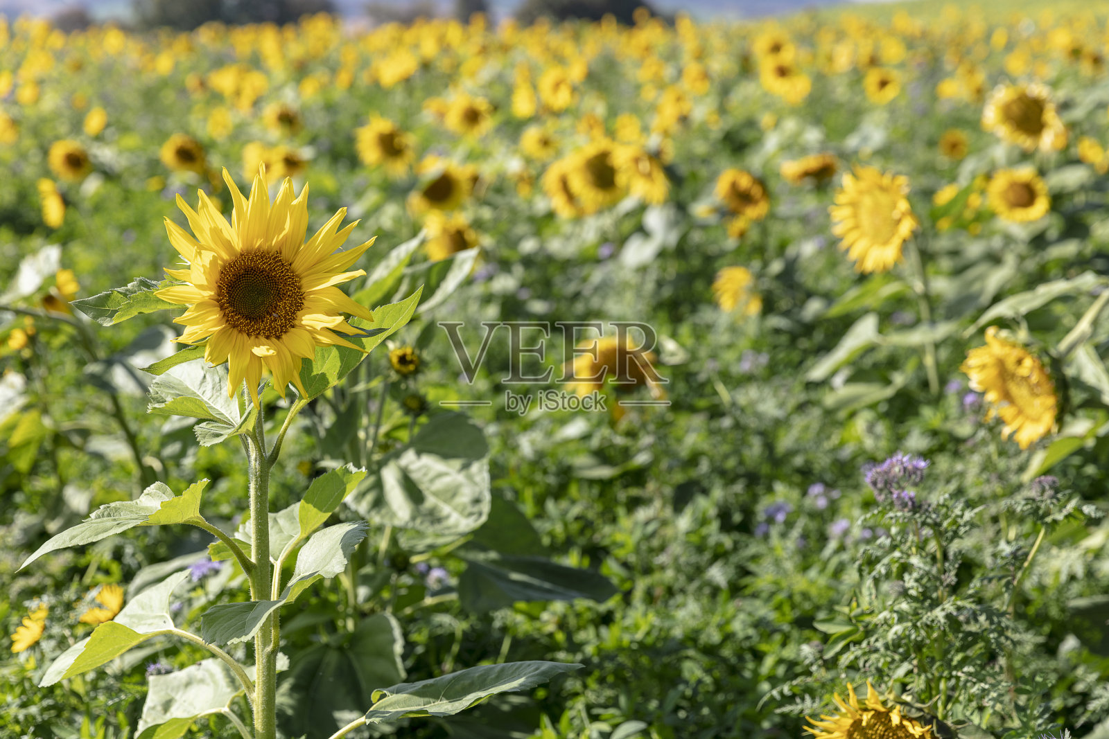 向日葵背靠一片模糊的向日葵照片摄影图片