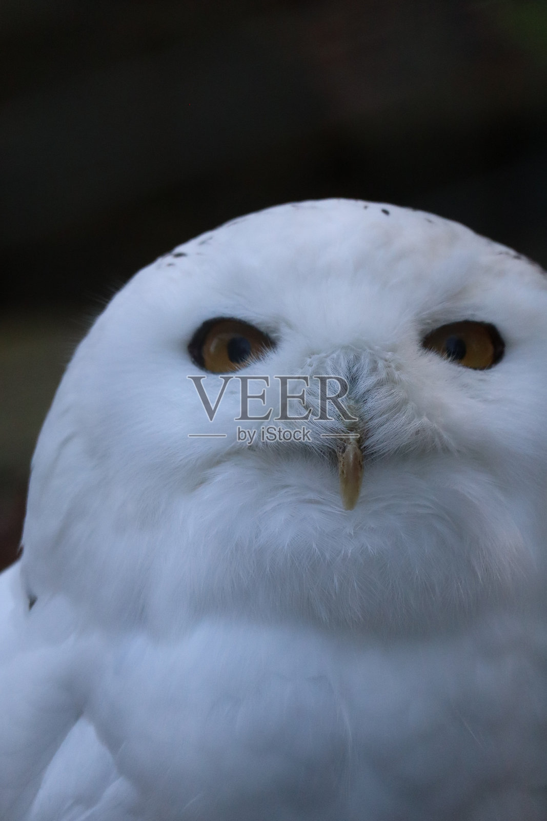 雪鸮照片摄影图片