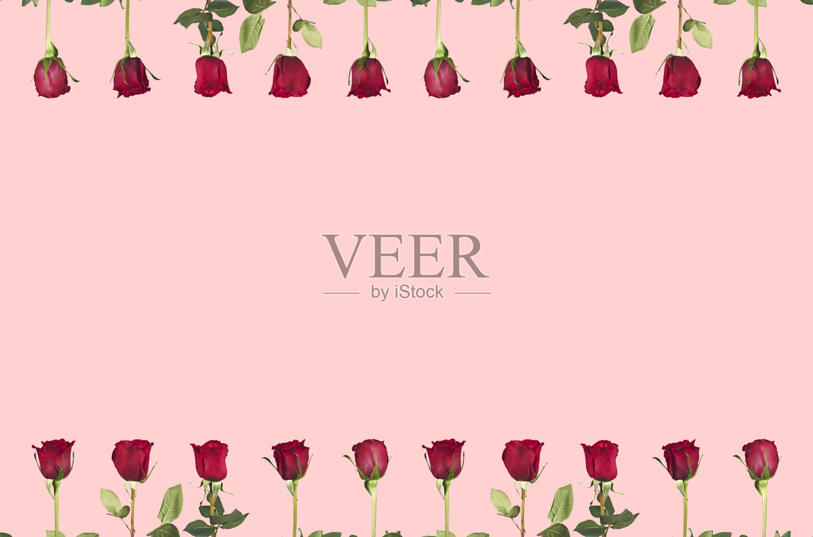 情人节。花组成。框架制成的玫瑰花,背景。照片摄影图片