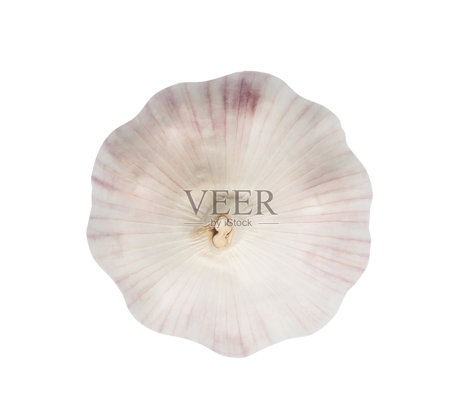 顶部视图单个新鲜的白色蒜头孤立在白色背景与修剪路径,泰国草药是伟大的治疗几种严重的疾病,心脏病,高血脂或血脂异常,特写照片照片摄影图片