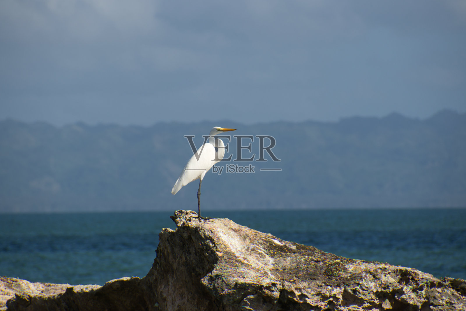 一只大白鹭栖息在海边的岩石上照片摄影图片