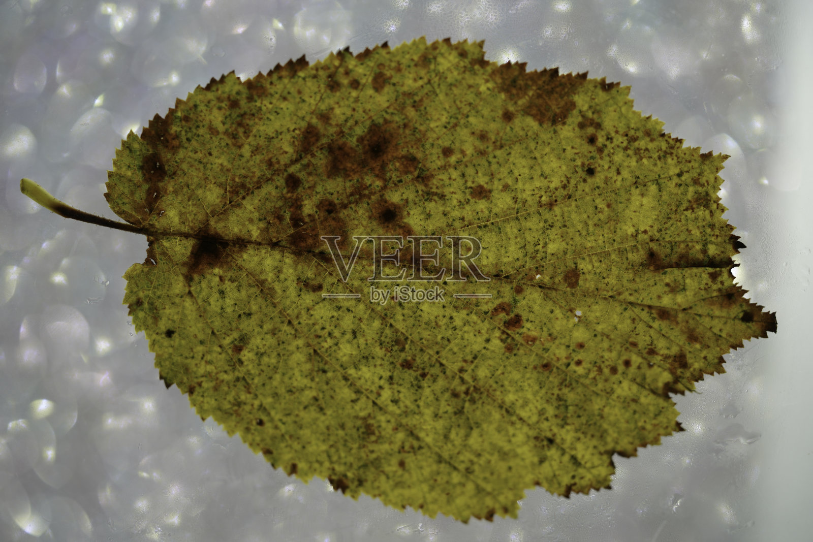 落叶树的叶子照片摄影图片