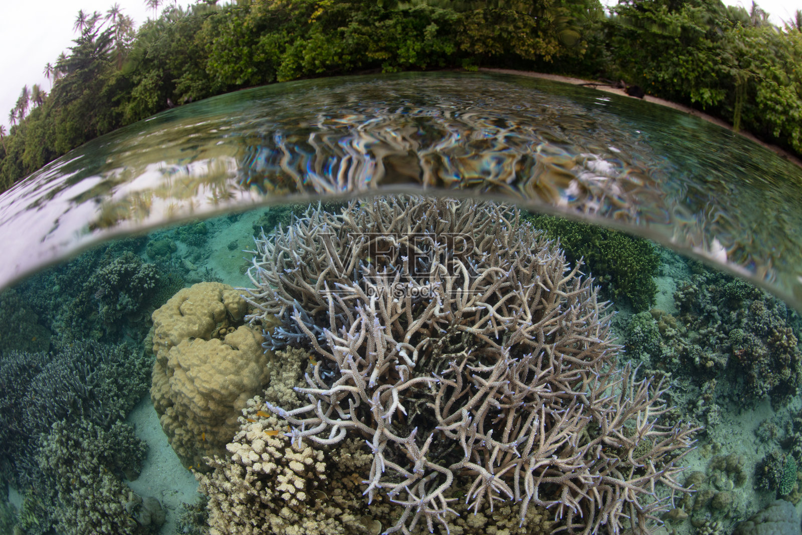 脆弱的鹿角珊瑚在珊瑚礁上茁壮成长照片摄影图片