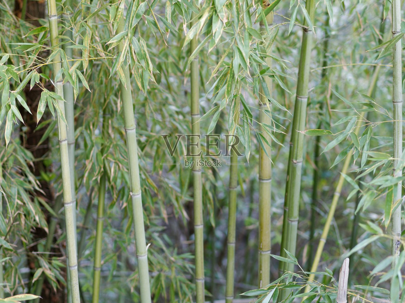夏威夷毛伊岛的绿色竹林照片摄影图片