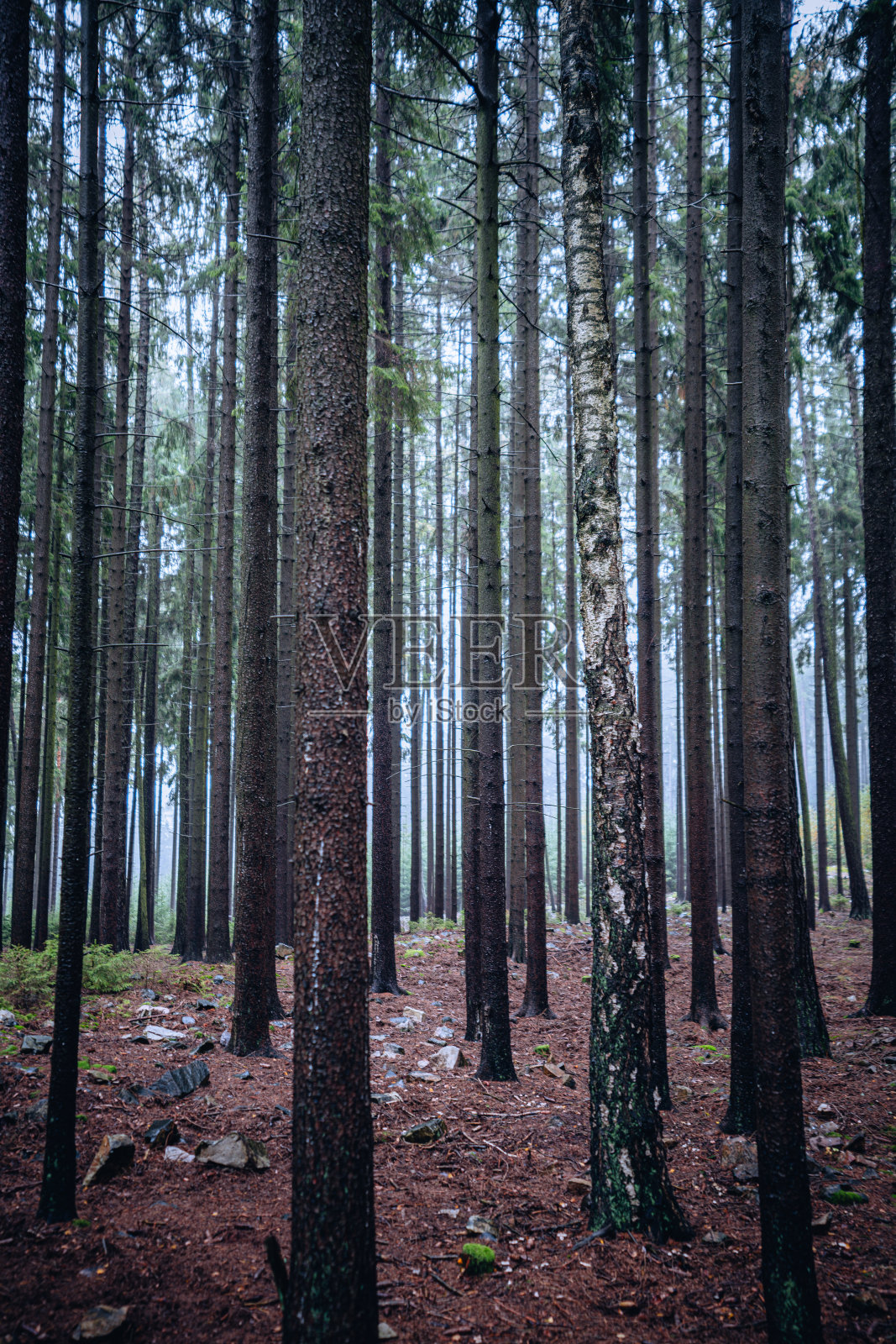 秋天森林里树木生长的垂直镜头照片摄影图片