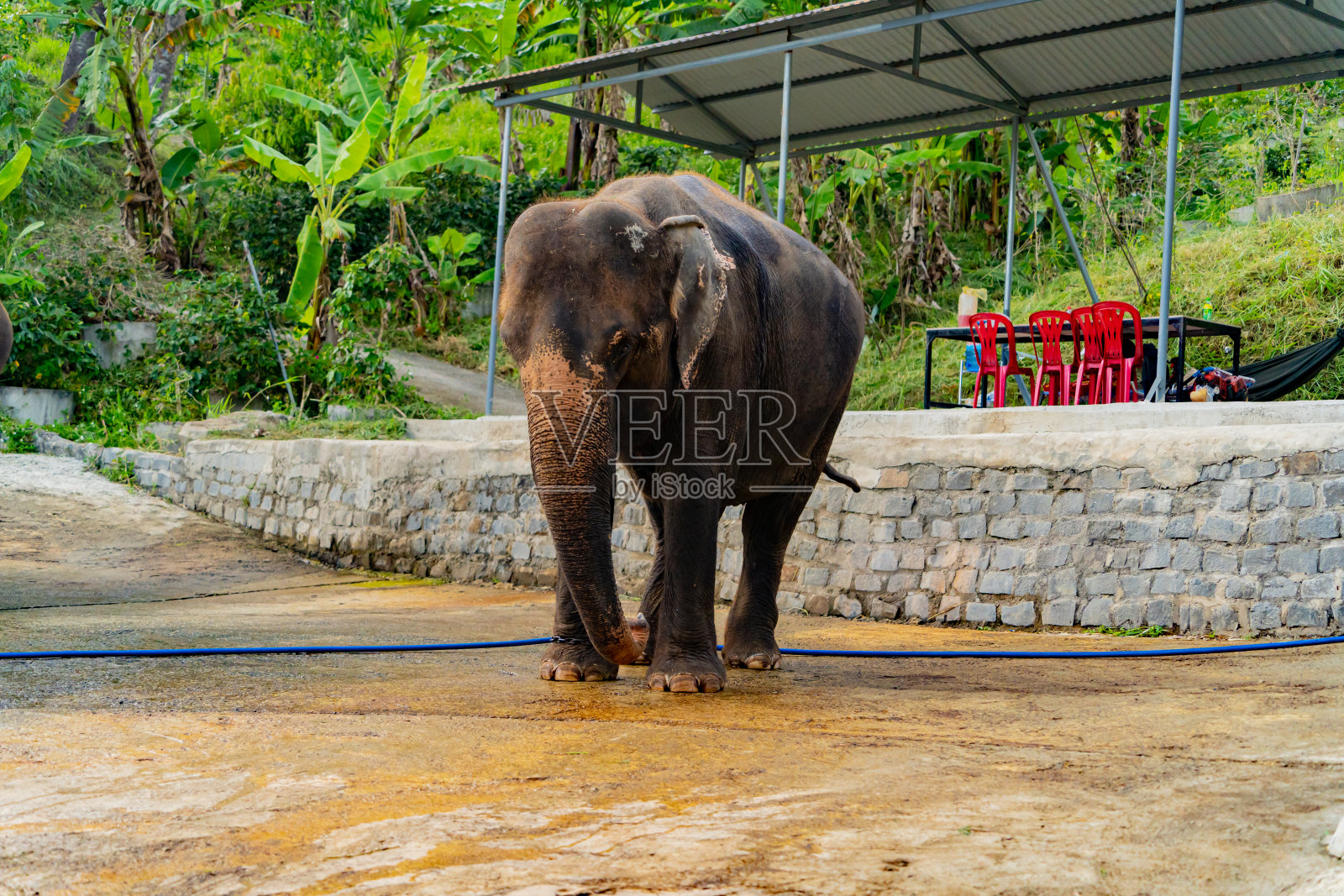 圈养的亚洲象。照片摄影图片