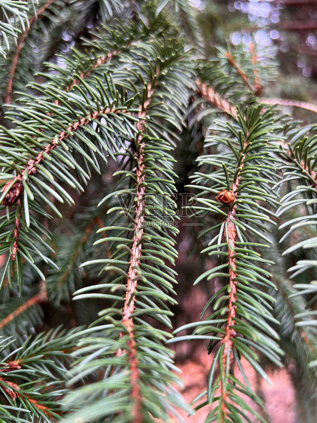 挪威云杉树特写照片摄影图片