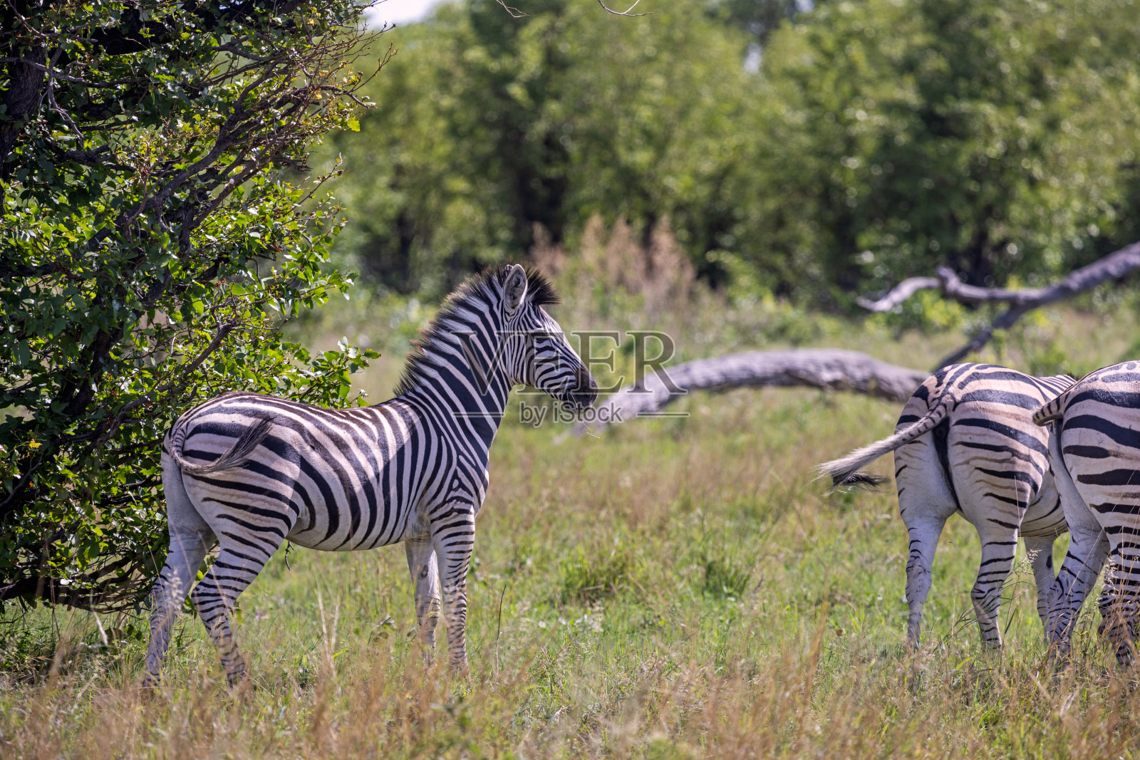 一群斑马露出它们的条纹照片摄影图片
