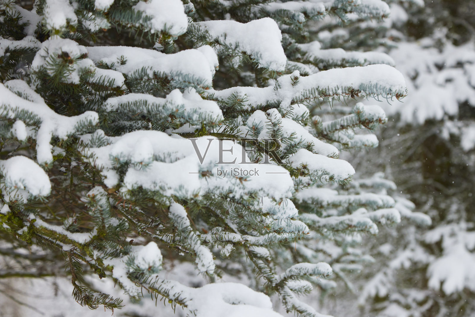 松树上挂满了雪照片摄影图片