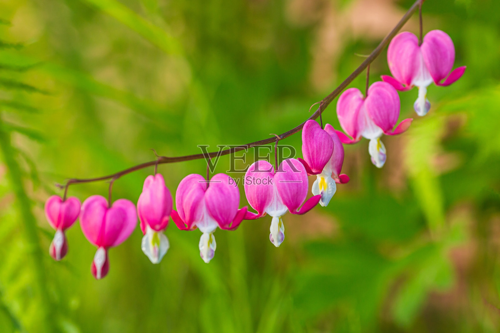荷色牡丹花朵。情人节概念照片摄影图片