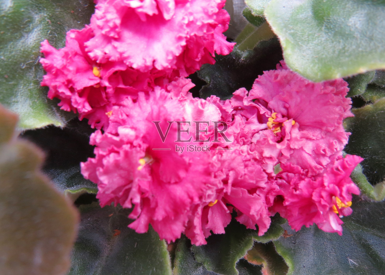 美丽的照片与开花的非洲紫罗兰花。照片摄影图片