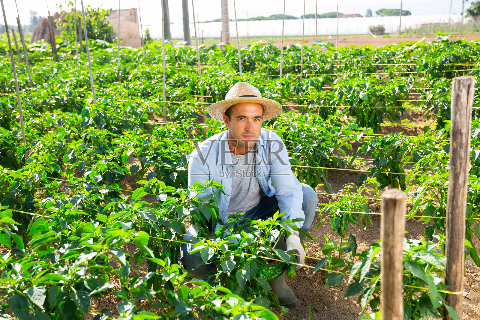 园丁在菜园里采摘柿子椒照片摄影图片