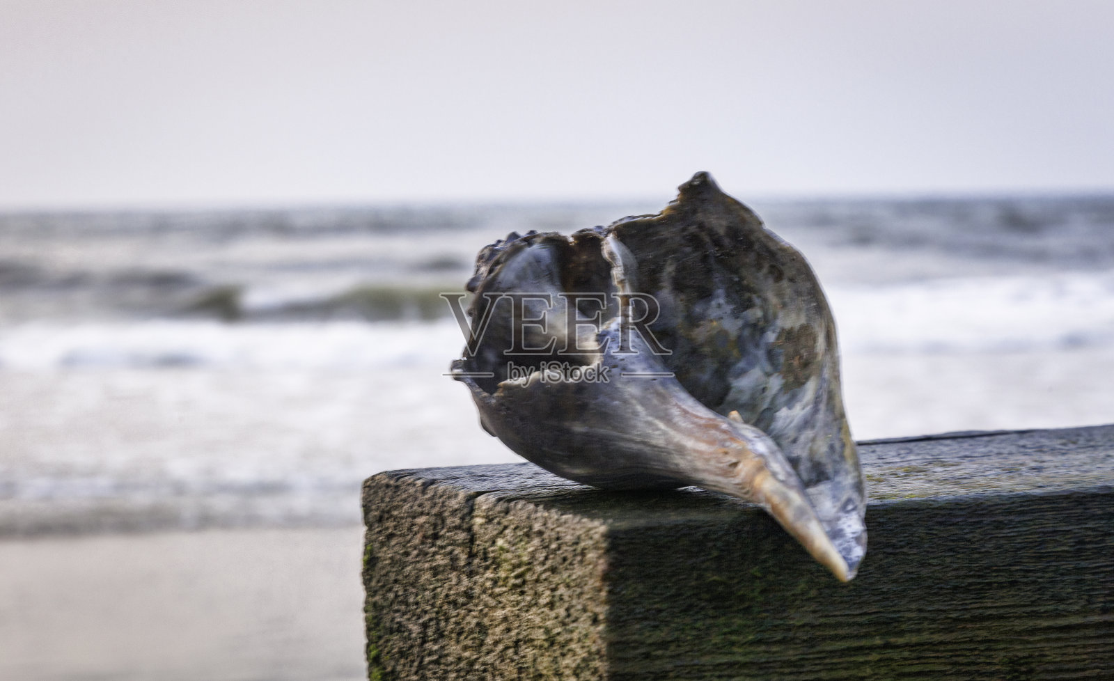 海贝照片摄影图片