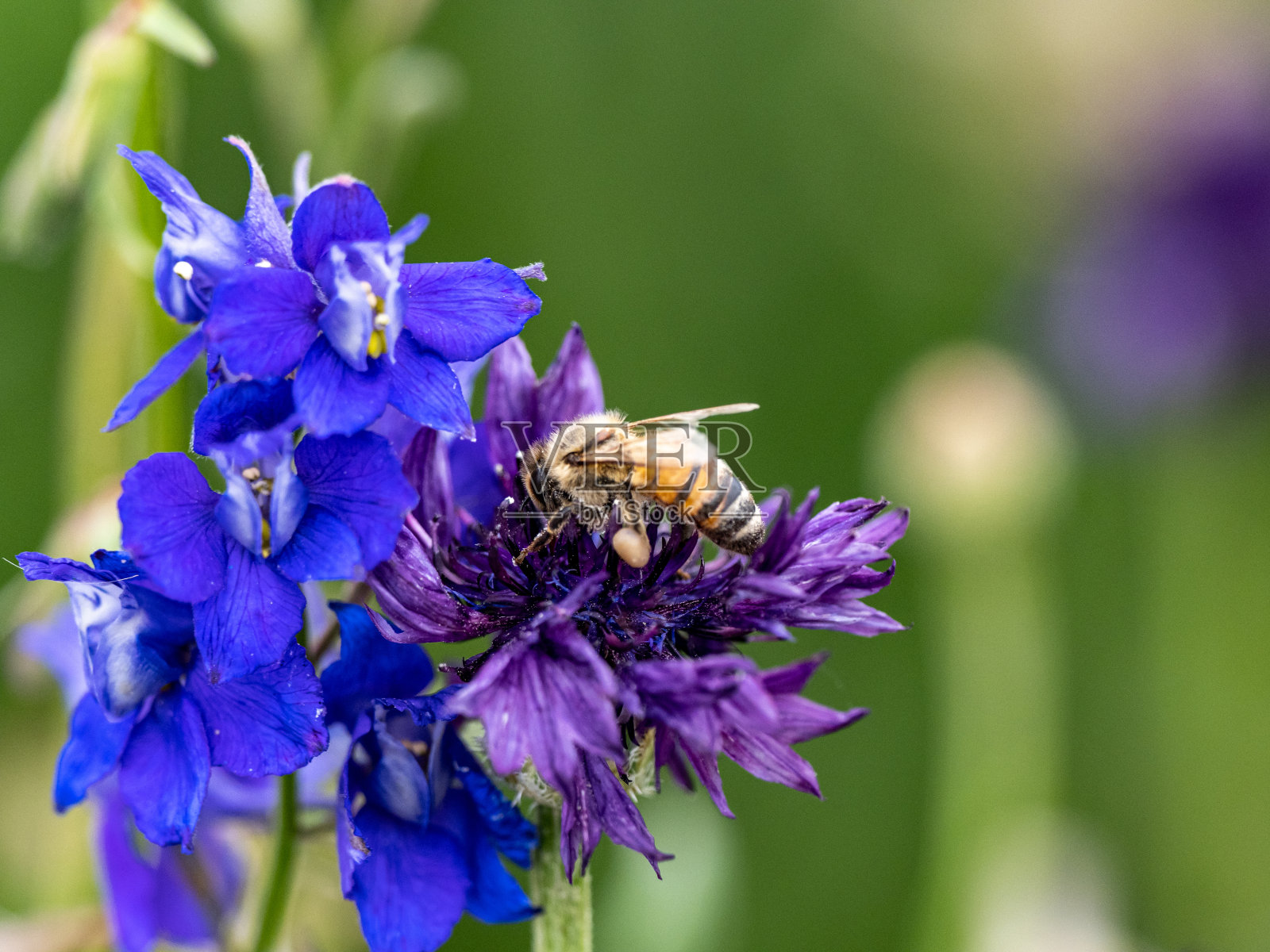蜜蜂在美丽的紫色矢车菊(Centaurea cyanus)上收集花粉的特写镜头照片摄影图片