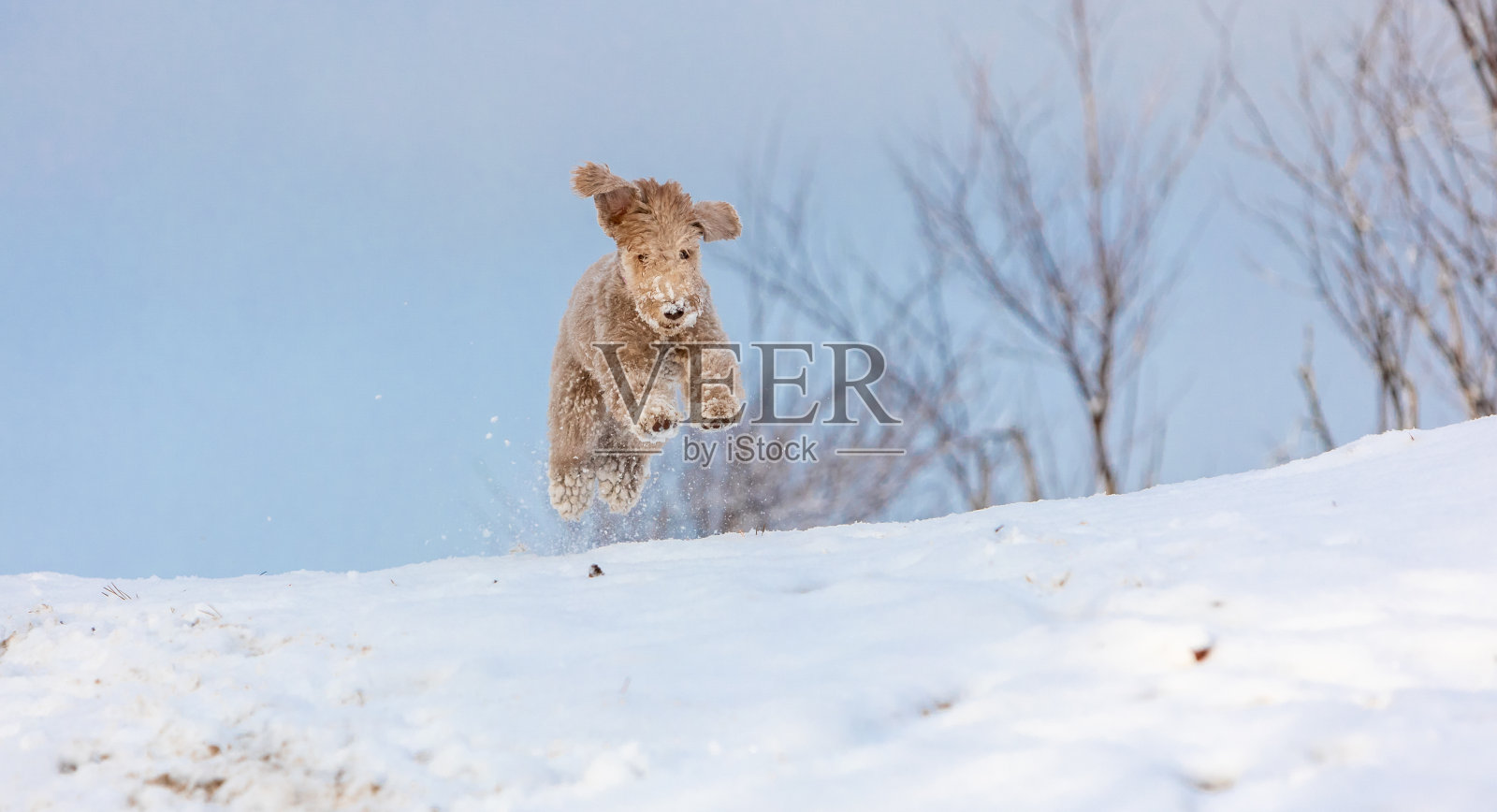 贝灵顿梗小狗在刚落下的雪中玩耍和跳跃,衬着蓝天。运动时焦点模糊照片摄影图片