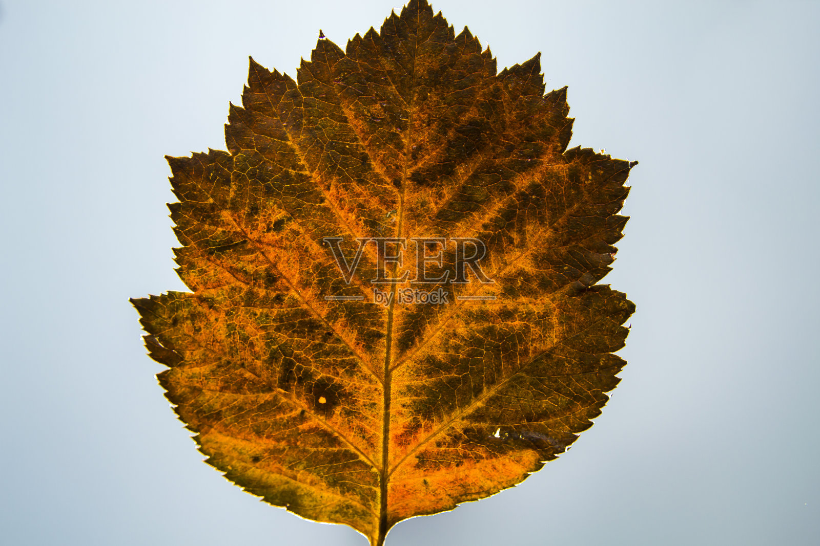 收集美丽多彩的秋叶孤立在白色的背景照片摄影图片