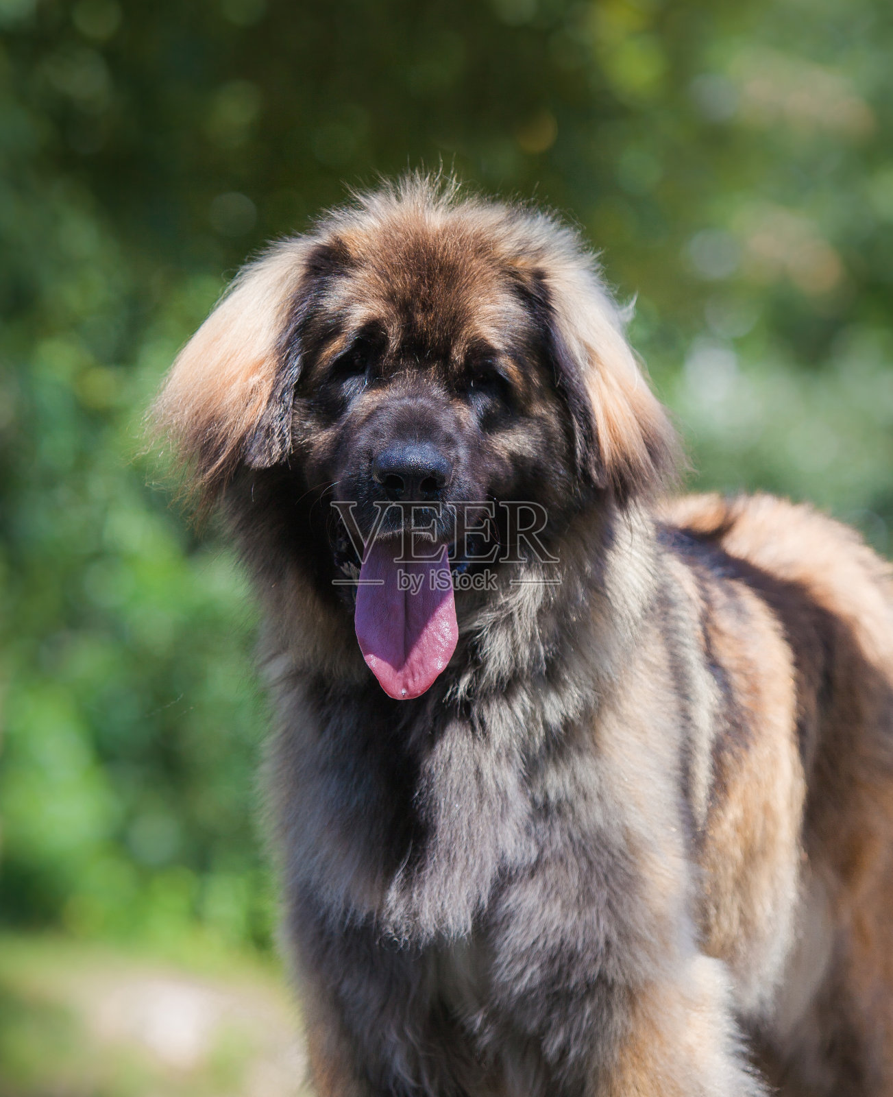 公园里美丽的莱昂伯格狗照片摄影图片