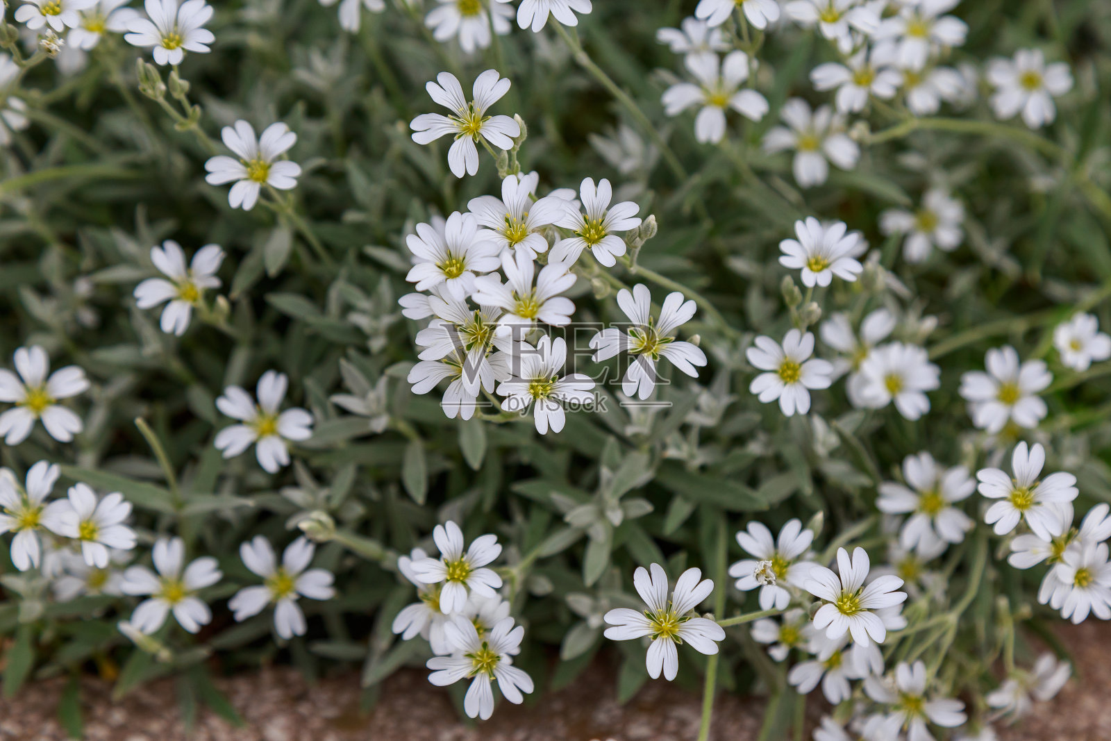 在城市环境中有非常漂亮的花的花坛。具有选择性焦点和复制空间的背景照片摄影图片