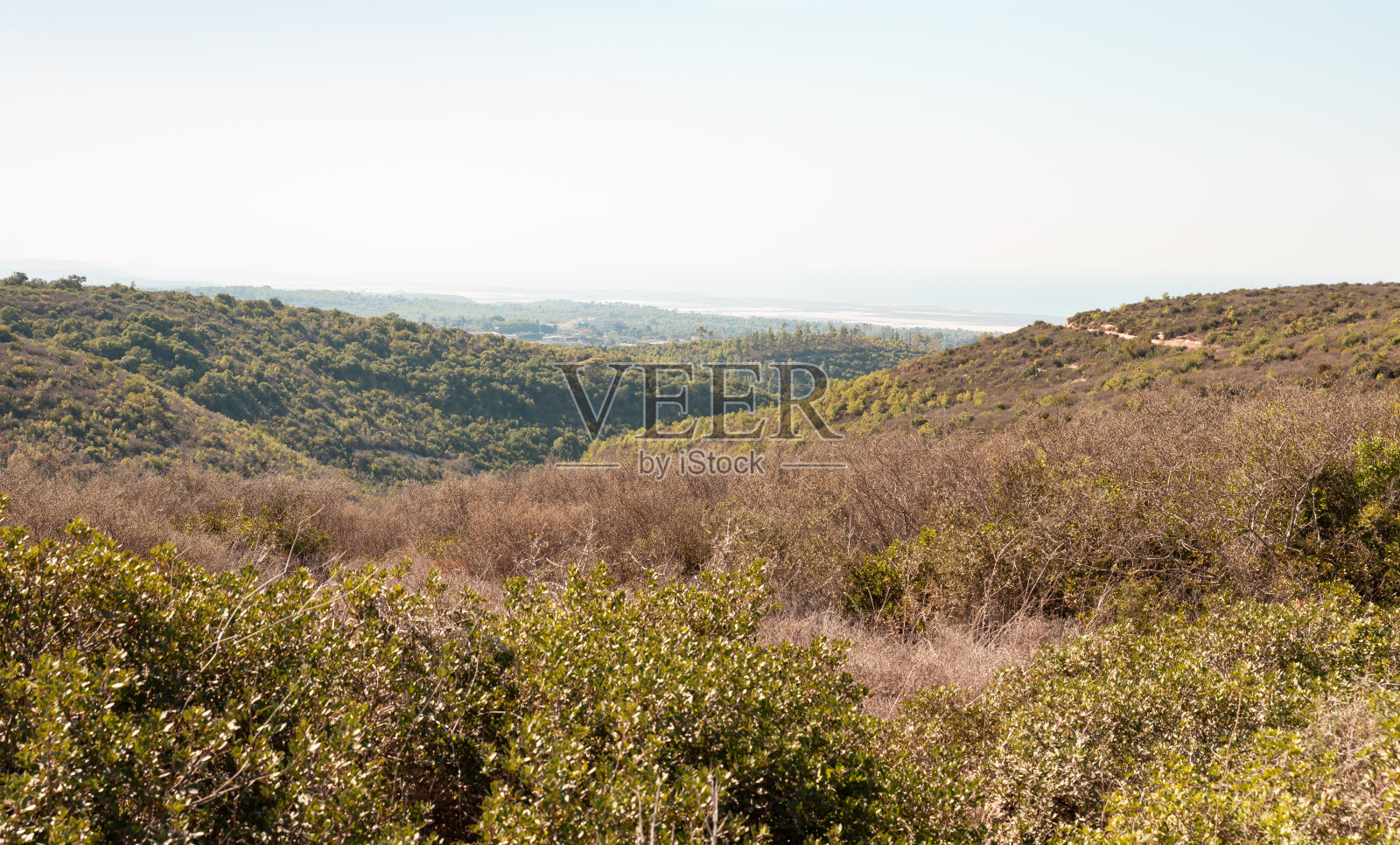 以色列北部海法市附近的卡梅尔森林照片摄影图片