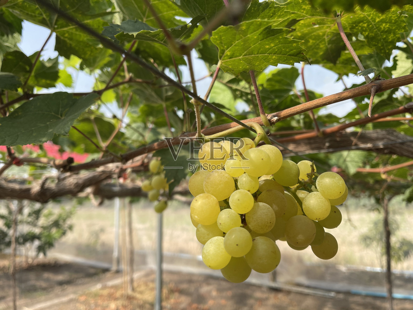 新鲜的葡萄照片摄影图片