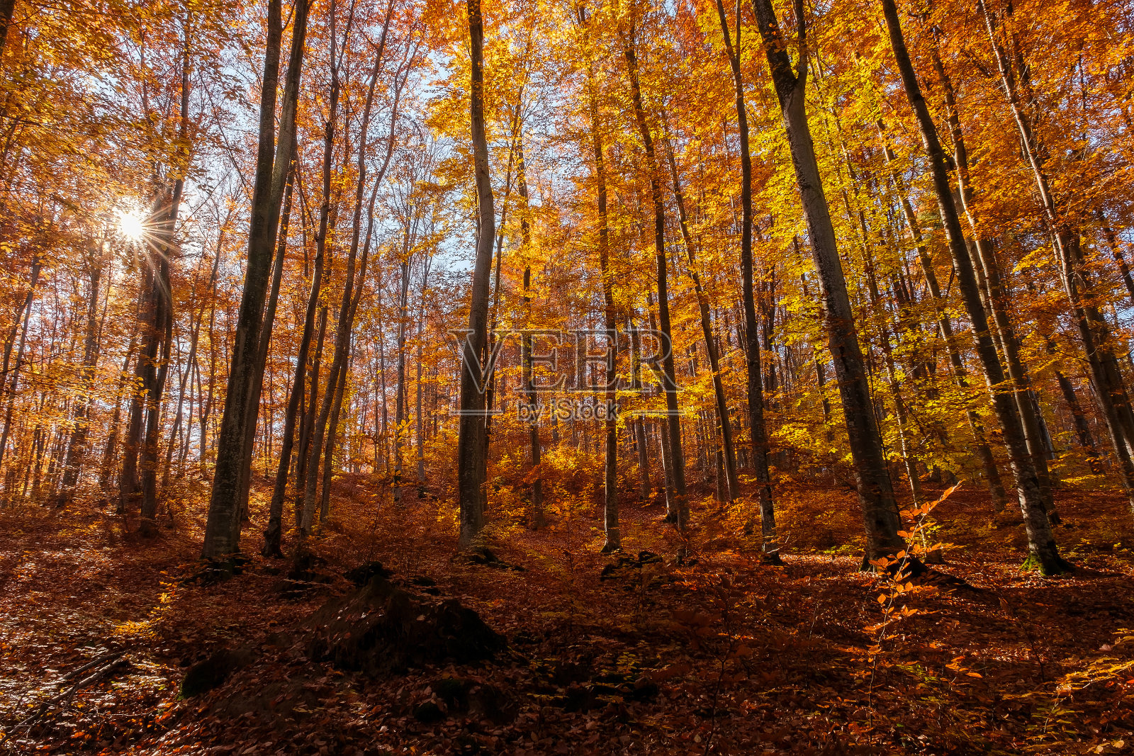 秋天的山毛榉林,阳光在黄色的树叶之间。金色明亮神秘的神秘景观与神话般的树木。森林之旅。自然之美。设计的自然背景照片摄影图片