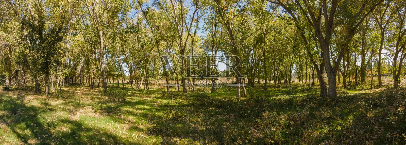 夏日阳光灿烂的森林全景照照片摄影图片