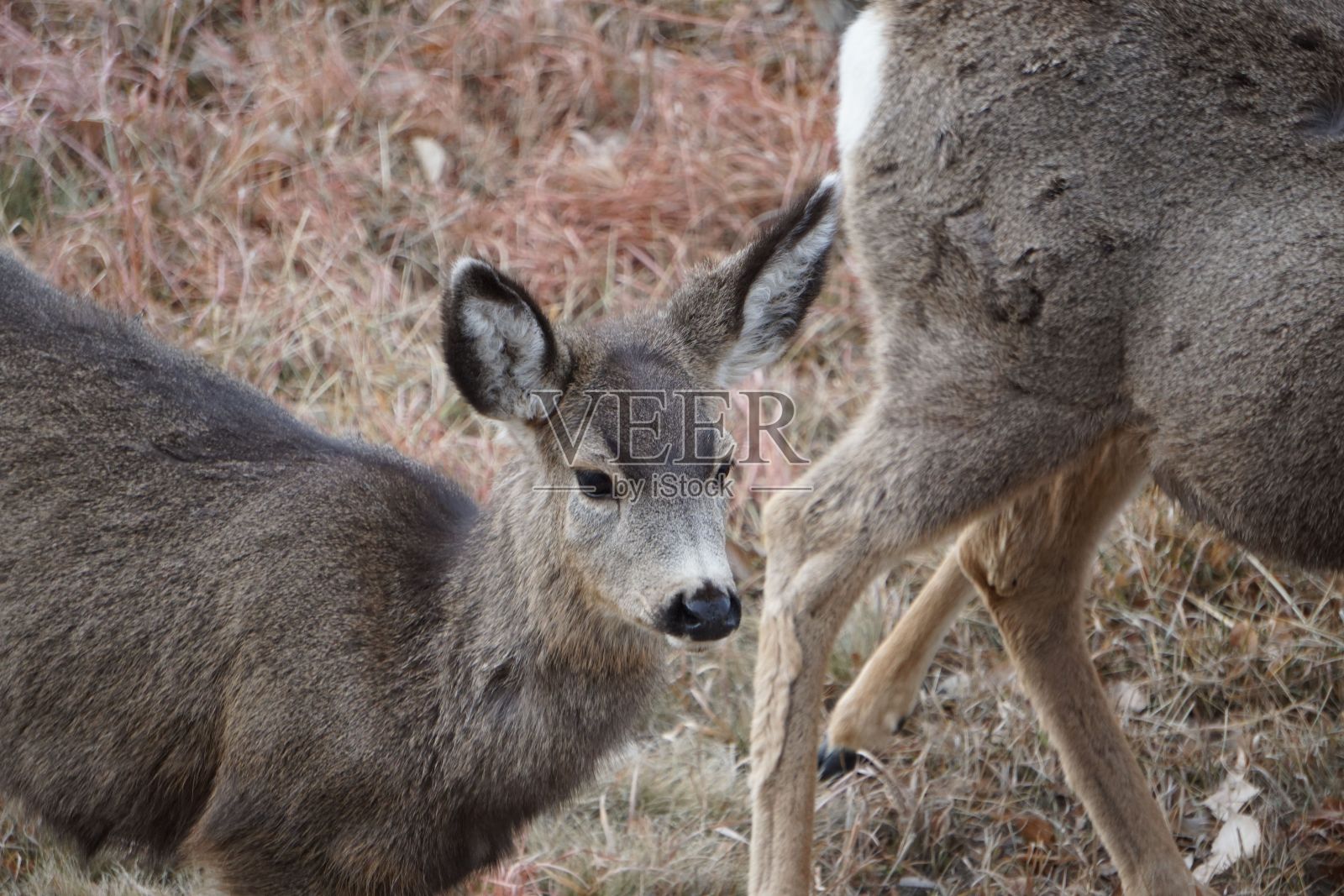 在白天,一只美丽的骡鹿在干燥的田野里徘徊照片摄影图片