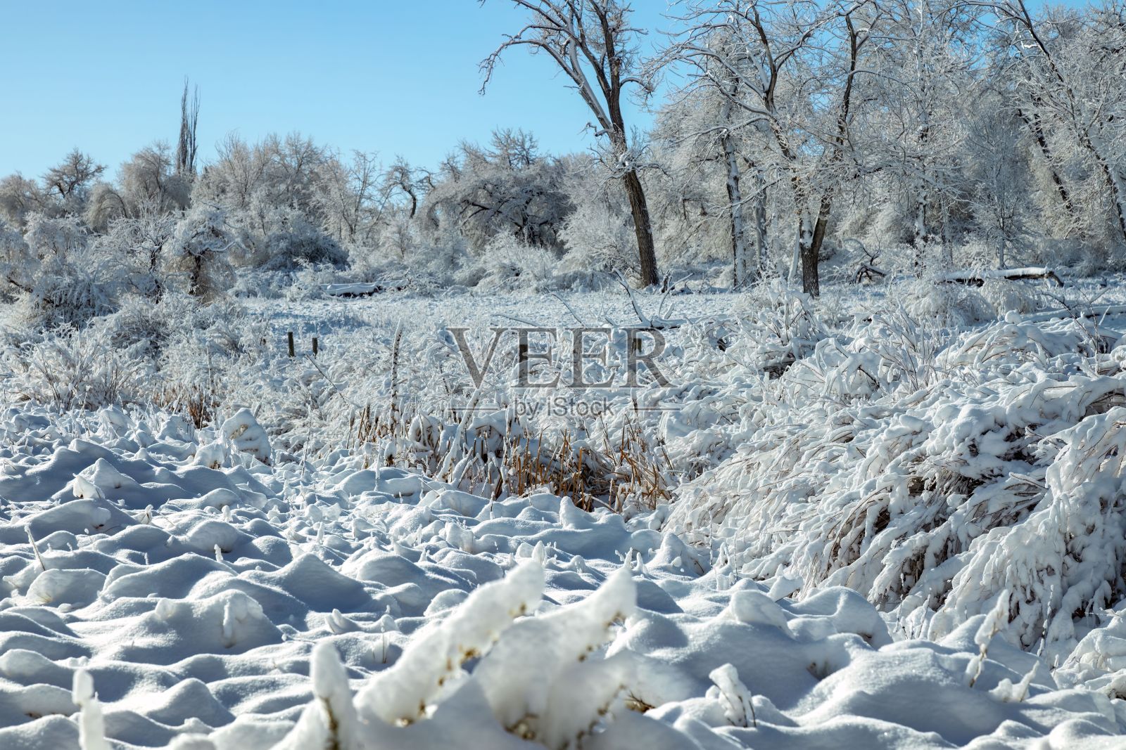 一场新的降雪后,白天被雪覆盖的田野的冬季景观照片摄影图片