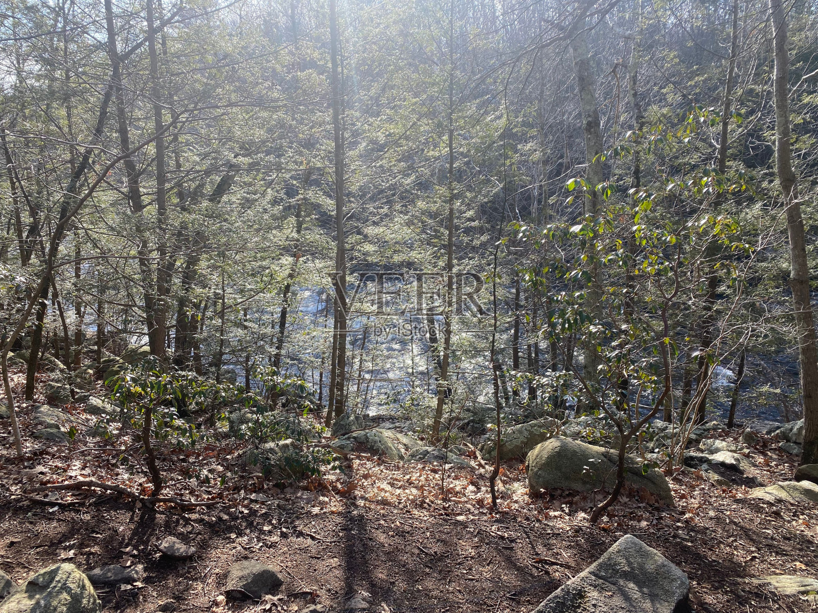 在阳光下看到森林里的高大树木照片摄影图片