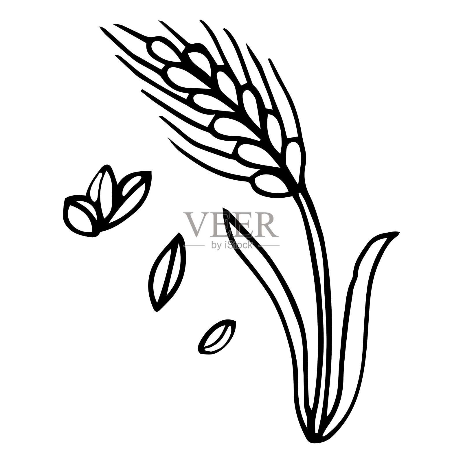 手绘小麦和小麦穗孤立在白色背景上插画图片素材